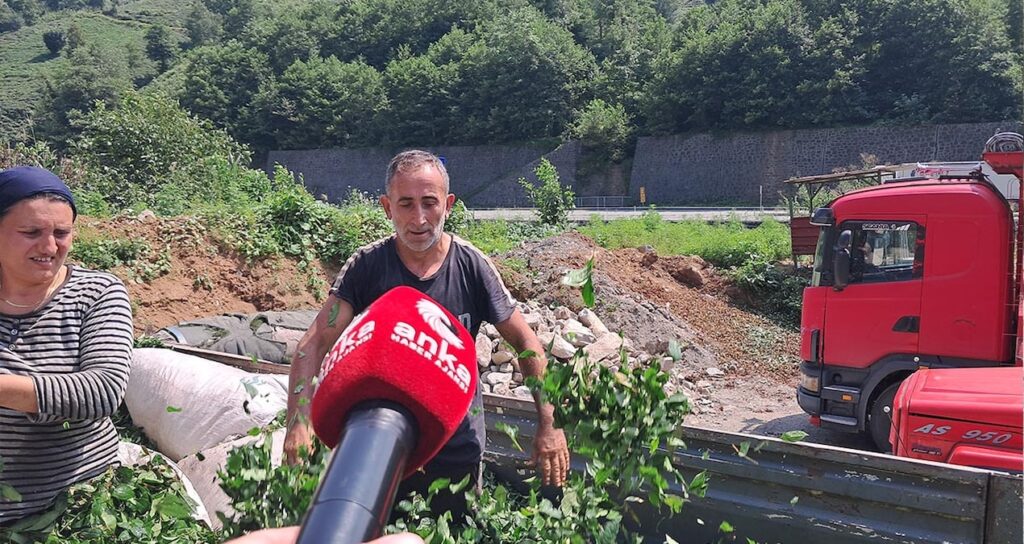 hopali cay ureticileri dertli cay topluyoruz ama kazanmiyoruz hD84LGky