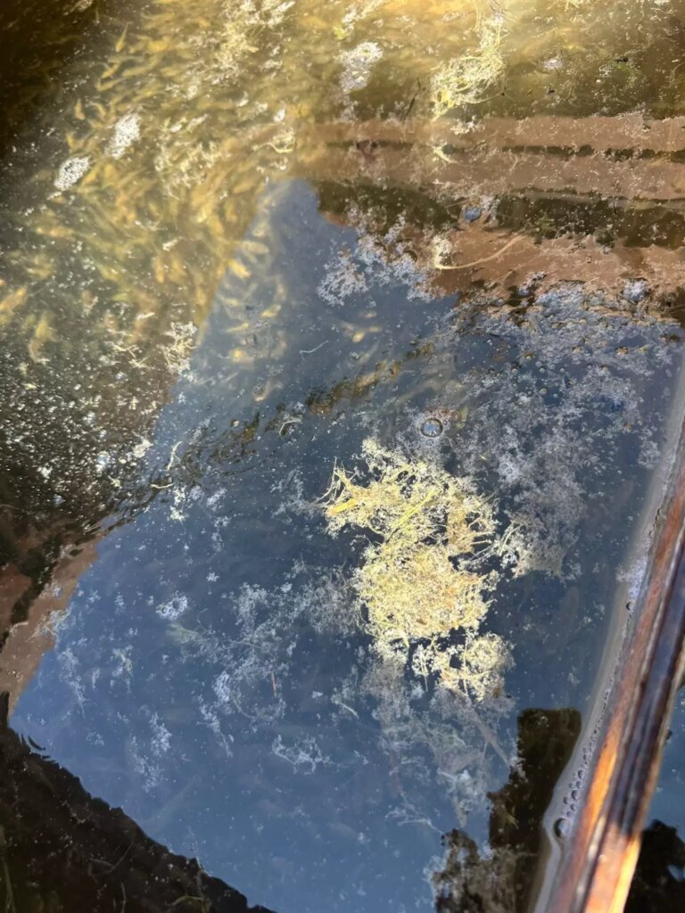 sazan yavrulari su kaynaklarina salindi uhIehV8Y