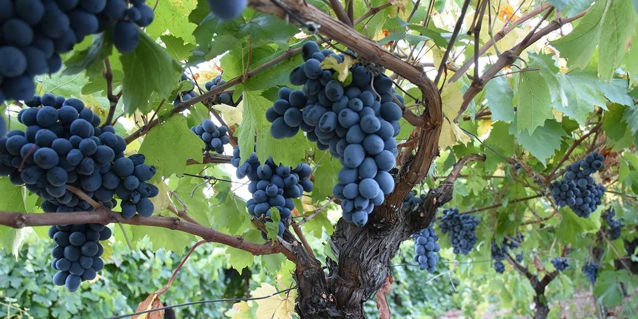 don uzum yakti fiyat yuksek verim 30 azaldi A8RXnPSD