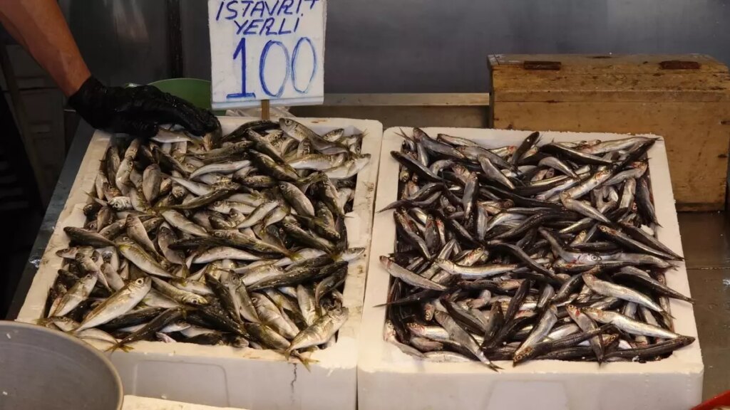 karadenizde balik sezonu basladi WLMGjCZn