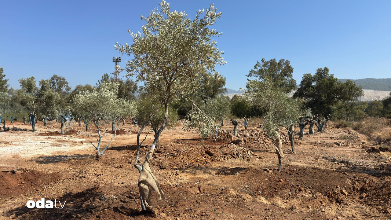 muglada 151 zeytin agaci yeniden hayat buldu OZ6jyqFw