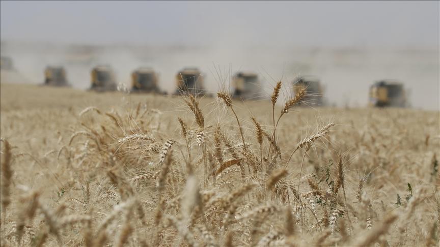 guneydogu anadoludan 26 milyar dolarlik hububat ihracati 3Vaqk5Ek.jpg