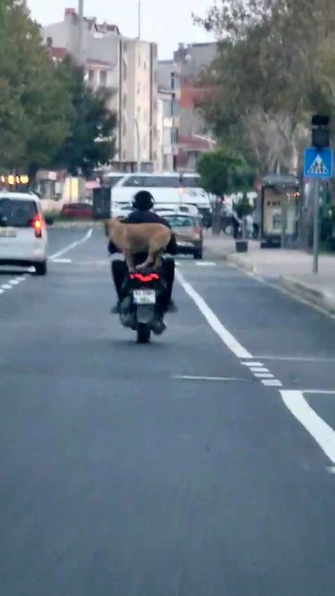 kopek motosiklete bindi neselendirdi Bwcqi1uK.jpg