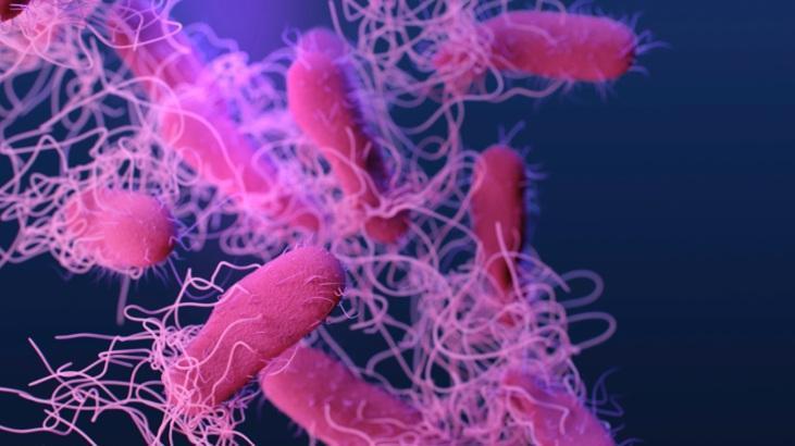 salmonella nedir gida zehirlenmesine karsi asi gelistiriliyor rsQdSYO6
