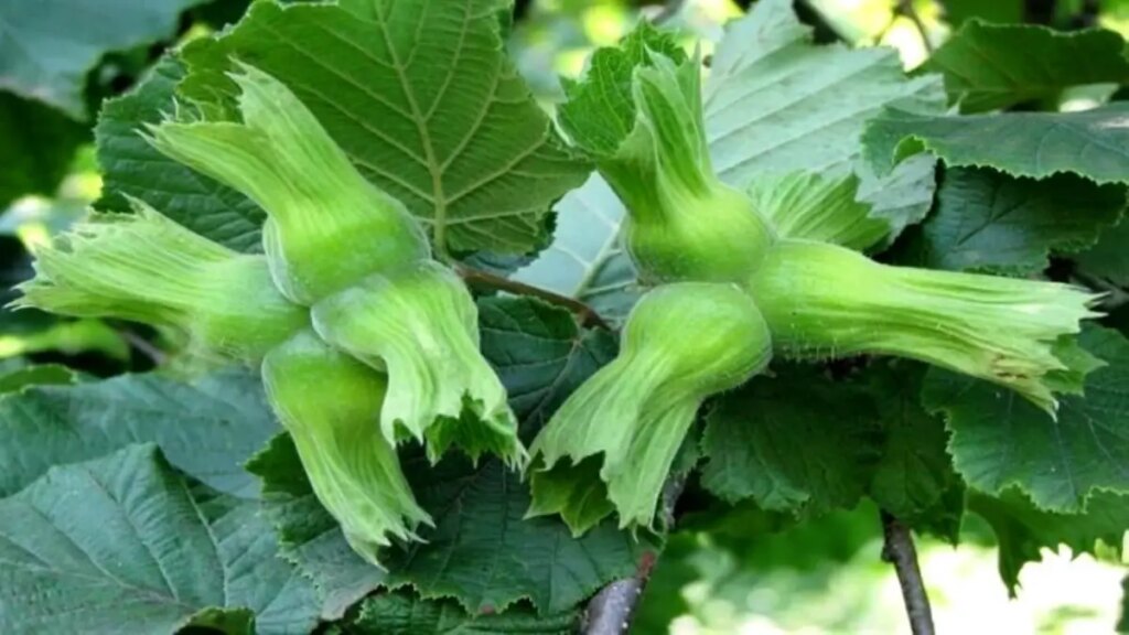 duzceden findik ihracati XM3nNukI.jpg