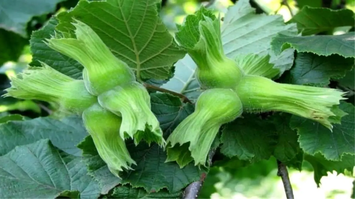 duzceden findik ihracati XM3nNukI.jpg