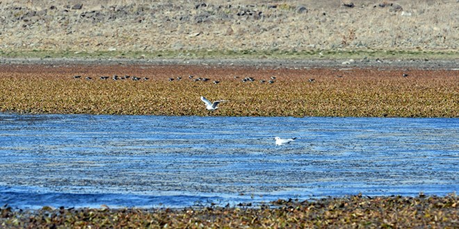 kuslarin ugrak yeri asboga golunde su 60 metre cekildi 53uIaA9j.jpg