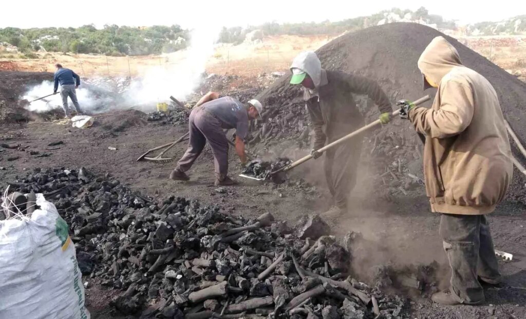 silifkede mese komuru ile gecim Jxwcl6dT.jpg