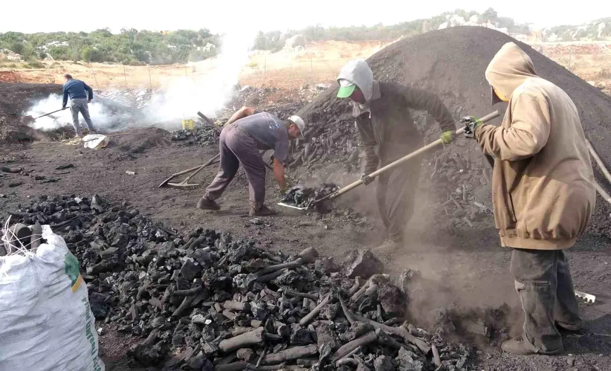 silifkede mese komuru ile gecim Jxwcl6dT.jpg