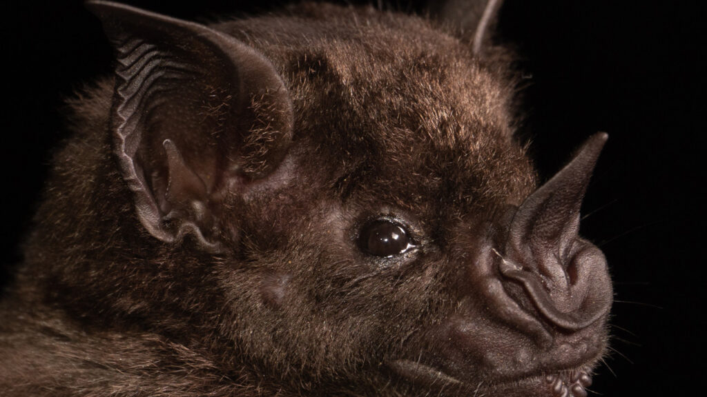 yeni koronavirus salgini alarmi basrolde yine yarasalar var NyzifqHr.jpg