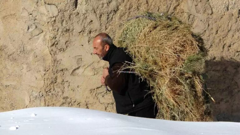 catakta-besiciler-kisin-zorluklarina-ragmen-hayvanlarini-besliyor-hzryTiyP.jpg