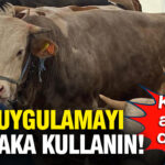 kurbanlik-alirken-dikkat-bu-uygulamayi-mutlaka-kullanin-e4Y1dxxl